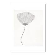 Poster & Frame - The Poster Club x Ana Frois poster 50x70 cm poppy