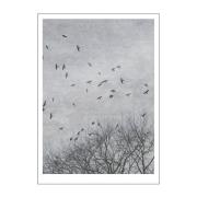 Poster & Frame - Ingrey Studio poster 50x70 cm crows